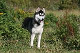 SIBERIAN HUSKY 868